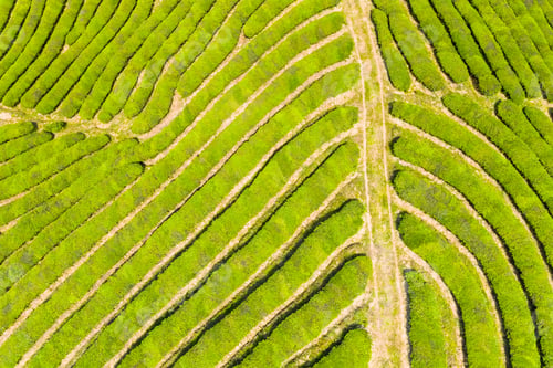 Preview: tea plantation texture background