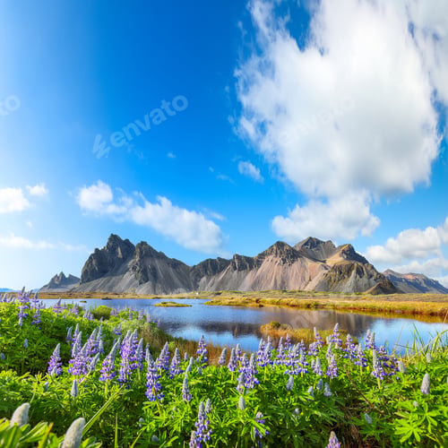 Preview: Amazing sunny day and lupine flowers on Stokksnes cape in Iceland.