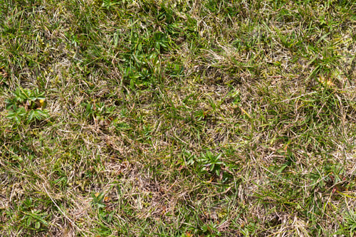 Preview: Close up top view abstract picture of weathered dry yellow wild grass field with some green blades