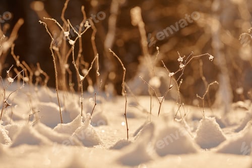 Preview: Spring Macro Scene