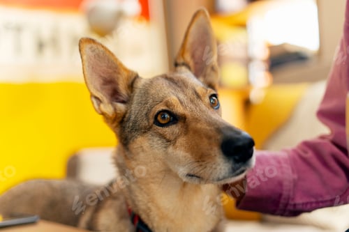 Preview: Portrait of beautiful dog, looking away, being petting by owner at home. Concept of care love of pet