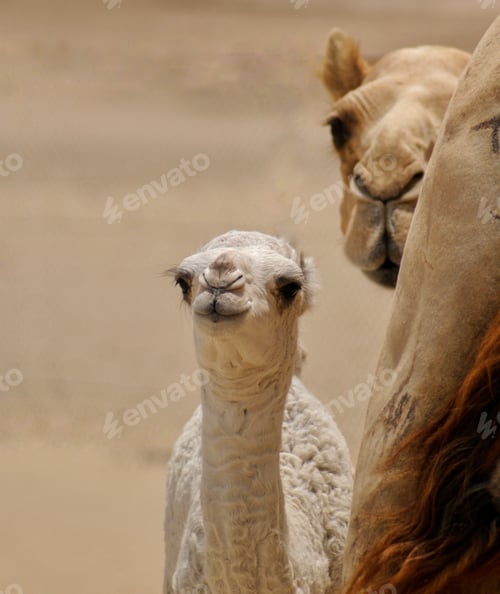 Preview: Mother camel protecting her young in the desert wilderness