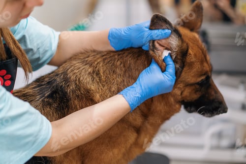 Preview: the groomer thoroughly wipes the ears of a shepherd dog with cotton wool in a professional pet care