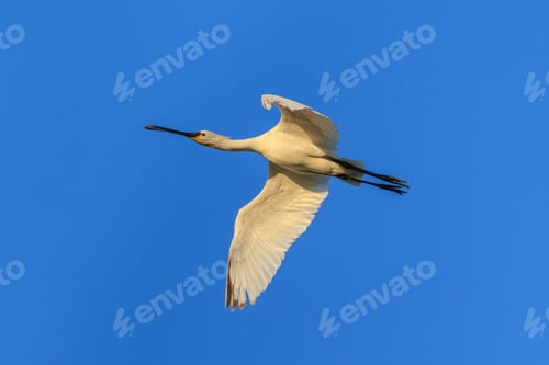 Preview: Spoonbill (Platalea leucorodia)