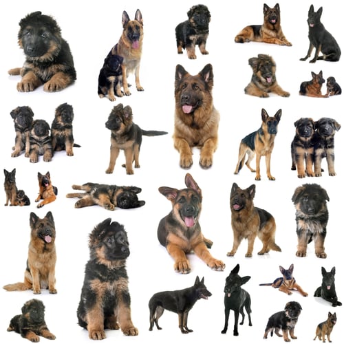 Preview: group of german shepherd