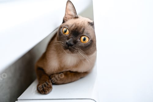 Preview: Brown Burmese cat