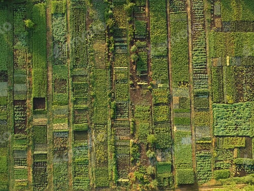 Preview: Green vegetable garden, aerial view
