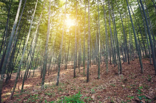 Preview: bamboo forest at sunset