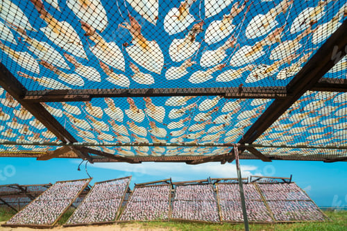 Preview: squid hanging to dry in a small village in Thailand