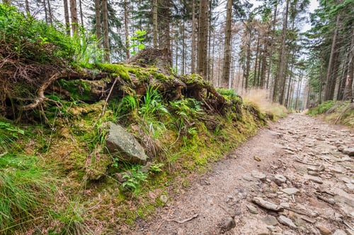 Preview: Mountain trail in the forest