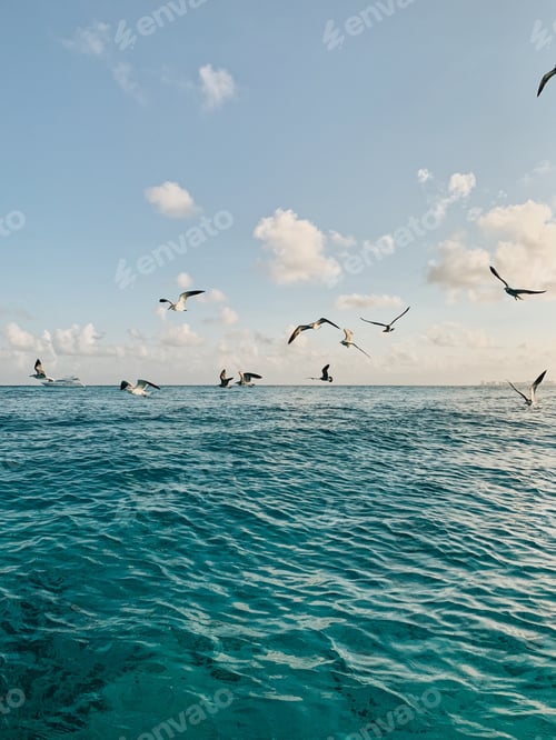 Preview: birds flying over the sea