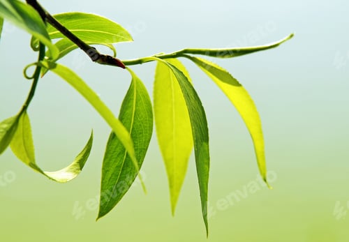 Preview: close up of fresh green foliage