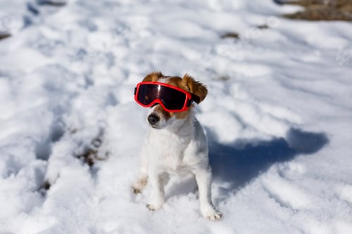 Preview: funny cute small dog wearing red ski goggles in the snow. Sunny weather. Pets outdoors
