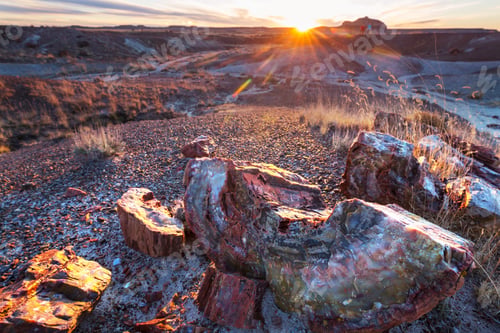 Preview: Petrified forest