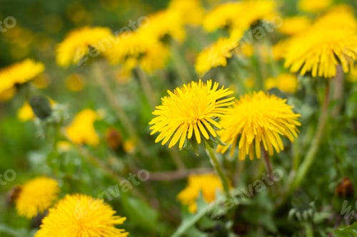 Preview: Beautiful flowers of yellow dandelions growing on the green meadow in sunny warm summer or spring