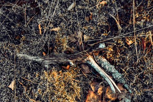 Preview: Closeup shot of ground of the forest with dry branches and leaves, a beautiful fall background