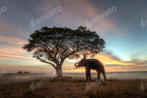 Preview: Elephant at sunrise in Thailand