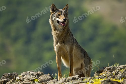 Preview: Gray wolf, canis lupus, standing on rocks in mountains in summer