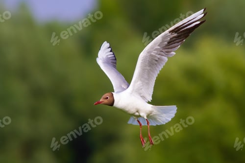 Preview: Black-headed gull with open wings in summer nature