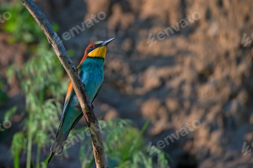 Preview: Exotic tropical bird