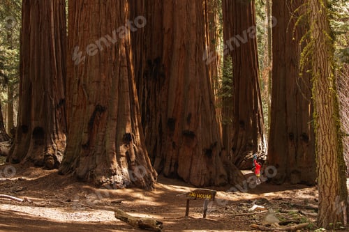 Preview: Father With Infant Son Visit Sequoia National Park In California, Usa