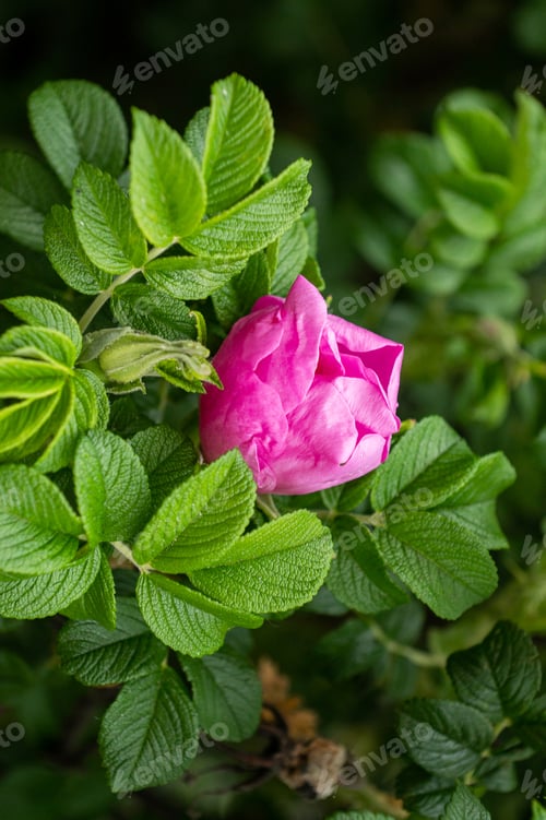 Preview: Flower of the dog-rose close up. (rosa canina). close-up of pink rosehip flowers in the summer sun