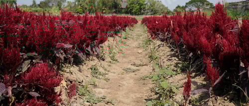 Preview: Image of red cockscomb in the field with the sunlight.