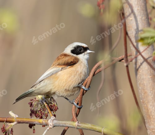 Preview: Eurasian penduline tit, Remiz pendulinus. A male bird sits on the stem of a plant