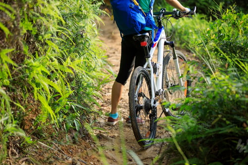 Preview: Mountain biking in summer forest