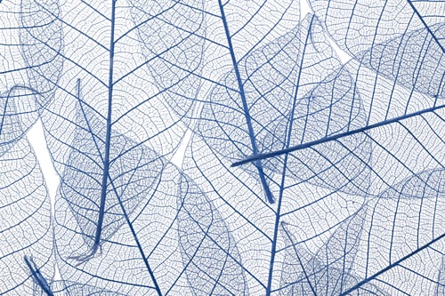 Preview: Background from skeletonized leaves isolated on white