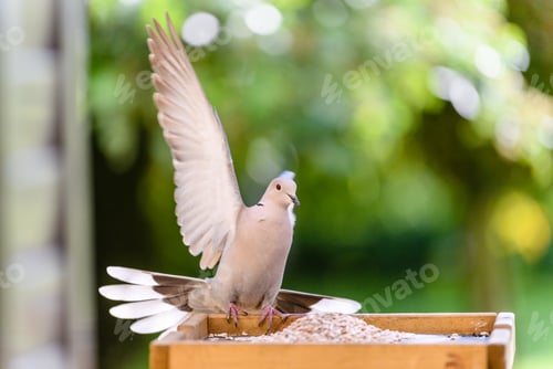 Preview: a waving collared dove