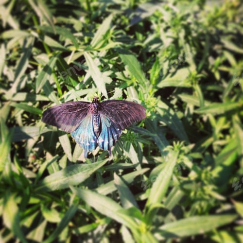 Preview: Butterfly in the grass