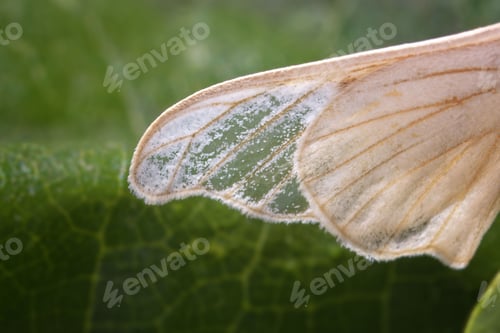 Preview: Close-up of a delicate silk moth wing with intricate patterns on a green leaf background.