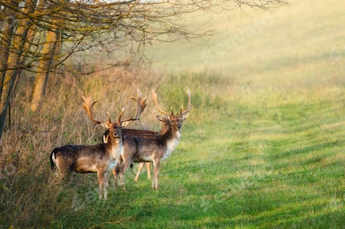Preview: Fallow deer - Dama dama in the forest