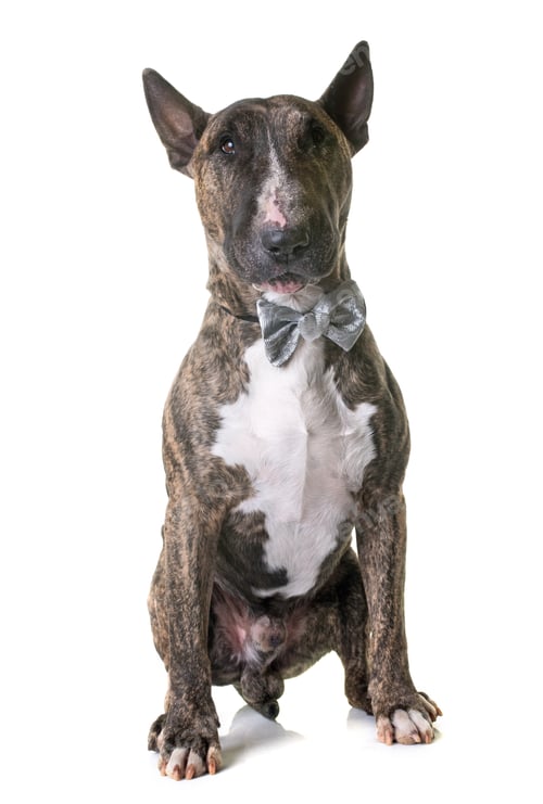 Preview: brown bull terrier