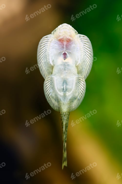 Preview: Borneo Sucker fish