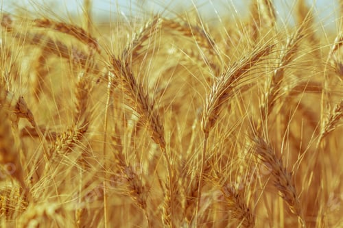 Preview: golden wheat field and sunny day