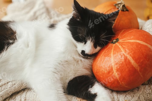 Vorschau: Süße Katze, die auf Kürbissen und kuscheligen Pullovern schläft. Entzückendes schwarz-weißes Kätzchen, das ein Nickerchen macht. Adoption