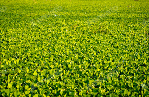 Preview: Green Water hyacinth in a pond of a village in the morning