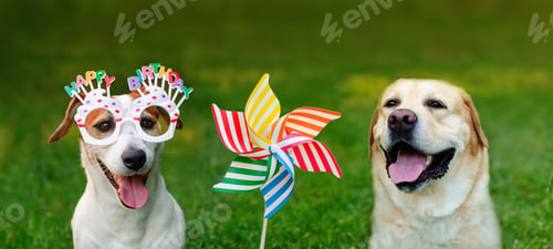 Preview: Banner with dog on party eyeglasses and rainbow pinwheel. Pet on Birthday party. Holiday concept.