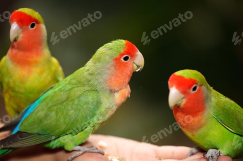 Preview: lovebirds, lover bird, lovely