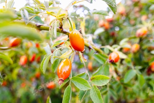Preview: Close-up of wild rosehip fruit, rich in vitamin c.