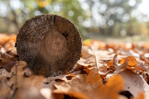 Preview: Tree trunk on the ground with autumn leaves surrounding it
