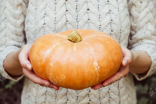 Preview: Hands holding beautiful freshly picked organic orange pumpkin.