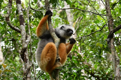Preview: Diademed Sifaka perched in a tree.