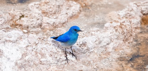 Preview: Small Colorful Bird at Hot Spring Landscape with unique ground formation.