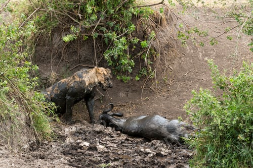 Preview: Mud covered lion standing next to killed wildebeest