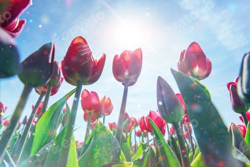 Preview: Beautiful red tulip field in the Netherlands