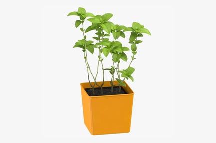 Preview: Potted Mint Herb Garden