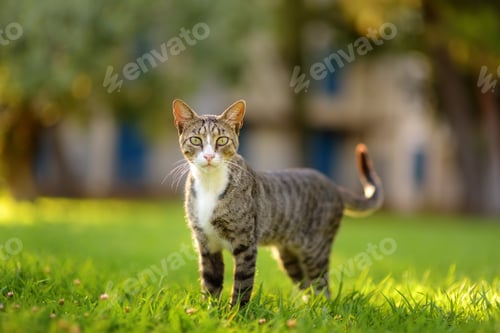 Preview: Young beauty tomcat is on green grass meadow on bright sunny summer day.